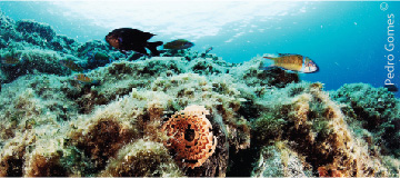Princípio 5. O Oceano suporta uma imensa diversidade de vida e de ecossistemas.